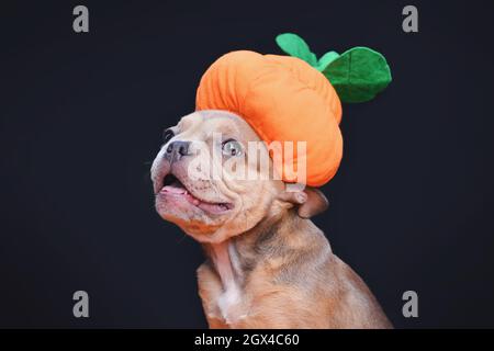 Fröhlicher französischer Bulldogge Hund Welpe trägt lustigen Halloween Kürbis Kostüm Hut vor dunklem Hintergrund Stockfoto