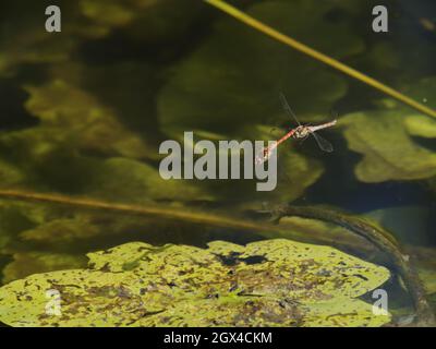 Gemeine Darter Dragonfly - Paar egglaying Sympetrum striolatum Essex, UK IN001612 Stockfoto