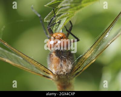 Knappe Verfolgung - frisch aufgetauchte Libellula fulva Essex, UK IN001921 Stockfoto