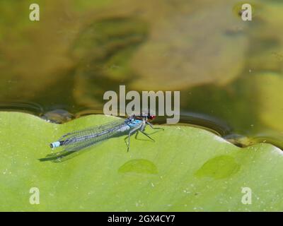 Red Eyed Damselfy - Ausruhen auf Lilypad Erythromma najas Great Leifhs, Essex, UK IN001928 Stockfoto