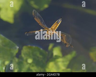 Libellula quadrimaculata Essex, UK IN001977 Stockfoto