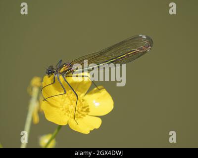 Gebänderte Demoiselle - weiblicher Calopteryx splendens Essex, UK IN002033 Stockfoto