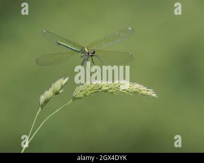 Gebänderte Demoiselle - Weibchen im Flug Calopteryx splendens Essex, UK IN002041 Stockfoto