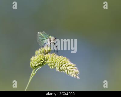 Gebänderte Demoiselle - weiblicher Calopteryx splendens Essex, UK IN002044 Stockfoto