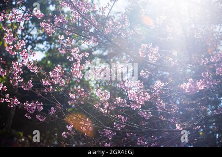 Blühende Sakura-Kirsche in den Ästen der Bäume, rosafarbene Blüten in voller Blüte. Frühlingsblüte. Heller Sonnenstrahl mit Streulicht. Stockfoto