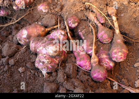 Die Artischockenernte in Jerusalem. Herbst Bio-Gemüsegarten. Stockfoto