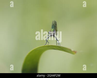 Gebänderte Demoiselle - weiblicher Calopteryx splendens Essex, UK IN002053 Stockfoto