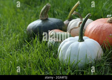 Kürbisse im Gras. Verschiedene Arten von Squashes im Garten. Weißer Kürbis. Stockfoto