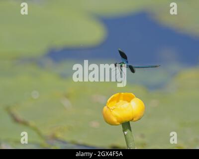 Gebänderte Demoiselle - Männchen im Flug Calopteryx splendens Essex, UK IN002086 Stockfoto