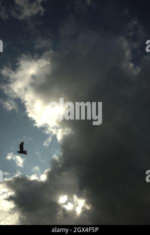 Ein einsamer Vogel fliegt aus den Gewitterwolken in den klaren blauen Himmel, um bessere Tage in Bournemouth, England, zu repräsentieren Stockfoto