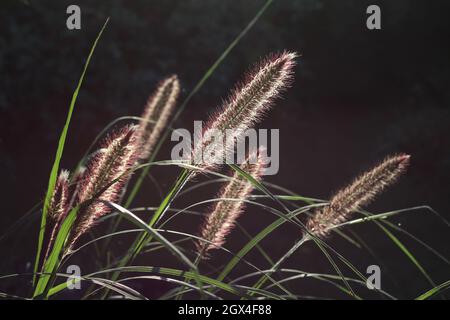 Die schönen, flaschenbürstenartigen Blütenspitzen von Pennisetum Alopecuroides, die von der Morgensonne beleuchtet werden. Auch bekannt als Brunnengras, Fuchsschwanzgras oder Stockfoto