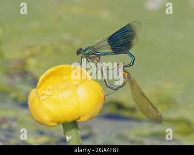 Gebänderte Demoiselle - Paarverpaarung auf der gelben Wasserlilienblume Calopteryx splendens Essex, UK IN002135 Stockfoto