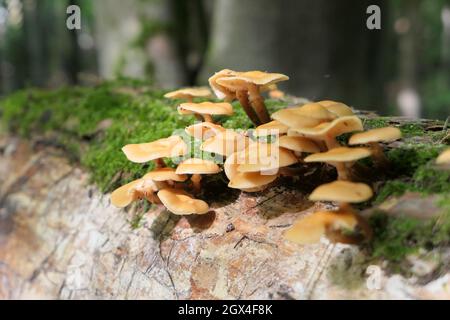 Wildpilze wachsen auf dem gefallenen Baum im Wald. Rotting Tree Log. Stockfoto