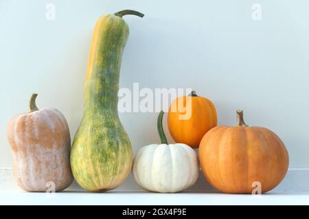 Kürbisse und Kürbisse Herbst Hintergrund. Verschiedene Kürbissorten. Stockfoto