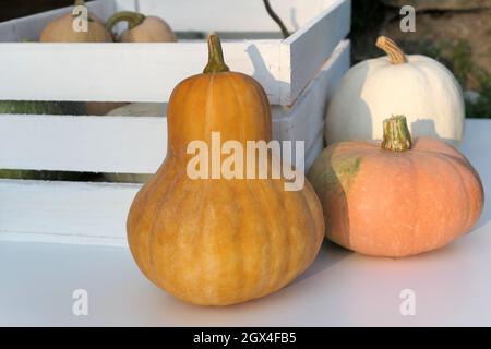 Herbst Kürbisse Outdoor Dekoration. Winterschlacken. Stockfoto