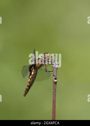 Breiter Körper Chaser - weibliche Libellula depressa Essex, UK IN002180 Stockfoto