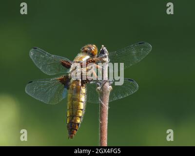 Breiter Körper Chaser - weibliche Libellula depressa Essex, UK IN002185 Stockfoto