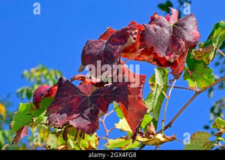Nahaufnahme auf rostigen rotbraunen Weinrebenblättern auf hellblauem Himmel im Herbst. Stockfoto