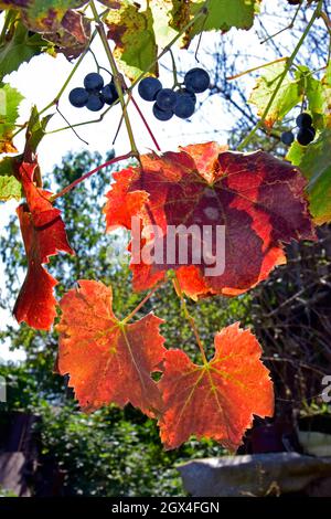 Nahaufnahme von rostenden roten Weinrebenblättern, blauen Trauben, die vom strahlenden Sonnenschein beleuchtet werden. Stockfoto