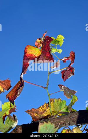 Rostende rotbraune Weinrebenblätter auf hellblauem Himmel im Herbst, Nahaufnahme. Stockfoto