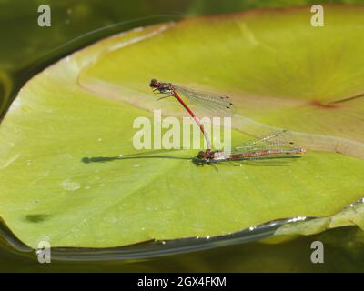 Große rote Damselfliege - Paarung Pyrrhosoma Nymphula Essex, UK IN002209 Stockfoto