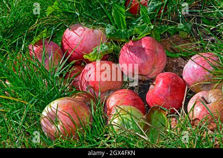 Nahaufnahme von gefallenen roten Äpfeln auf Grasgras bei strahlendem Sonnenschein Stockfoto