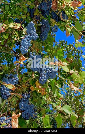 Trauben aus blauen Trauben hängen an der Weinrebe, umgeben von grünem und bräunlichem Laub auf blauem Himmel. Stockfoto