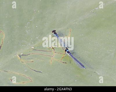 Rotäugige Damselfliege - paarige Erythromma najas Essex, UK IN002221 Stockfoto