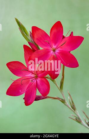 Karmesinrote Flaggenlilie, Hesperantha coccinea, mit Ursprung in Südafrika. Stockfoto