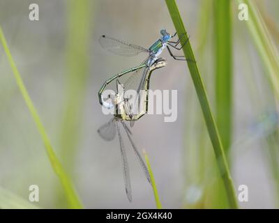 Seltene Smaragd-Damselfliege - paarweise paarige Lestes dryas Essex, UK IN002439 Stockfoto