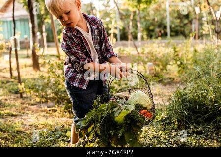 Das Kleinkind untersucht einen Korb mit Gemüse Stockfoto