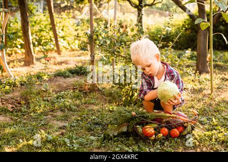 Das Kleinkind untersucht einen Korb mit Gemüse Stockfoto