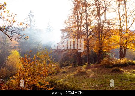 Die helle Sonne geht über dem Hügel im Herbstwald auf Stockfoto