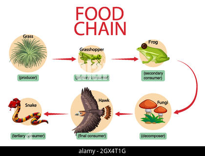 Konzept der Lebensmittelkette Stock Vektor