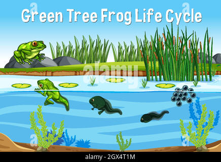 Lebenszyklus Des Grünen Baumfrosches Stock Vektor