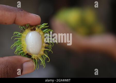 Geschälte Rambutanfrucht in der Hand gehalten, unreifer Thai Rambutan mit Innenansicht Stockfoto