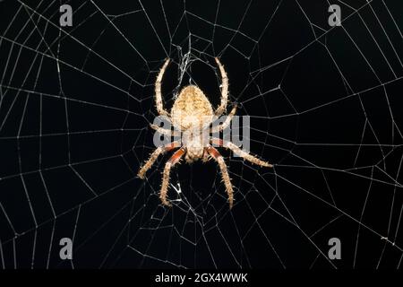 Nahaufnahme von Mukherjees Orb Weaver, Neoscona mukherjee, Satara, Maharashtra, Indien Stockfoto