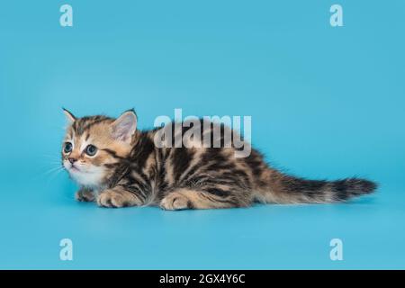 Schottisches, gestreiftes, rotes Kätzchen, seitlich auf blauem Hintergrund sitzend Stockfoto