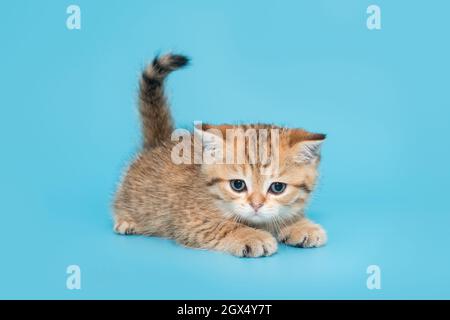 Kleines, verspieltes, gestreiftes, schottisches Kätzchen auf blauem Hintergrund, 1 Monat alt. Stockfoto