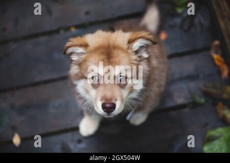 Portrait eines Welpen, der auf einem Holzweg sitzt. Finnischer lapphund. Stockfoto