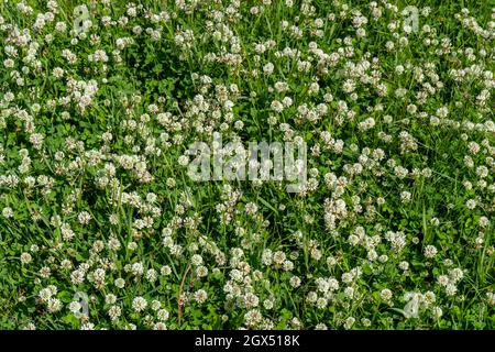 Hintergrund des blühenden schleichenden weißen Klees (lateinisches Trifolium repens) unter grünem Gras im Sommer. Stockfoto