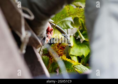 Unschärfe Frau Schneiden Trauben mit einer Schere. Rotwein Trauben auf Weinrebe im Weinberg. Winzer Trauben Ernten. Weibliche Hände schneiden Trauben während des Th Stockfoto