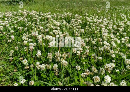 Auf der Wiese blüht schleichendes weißes Kleeblatt (lateinisches Trifolium repens). Stockfoto