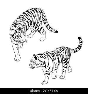 Zwei Tiger schwarze Silhouetten auf weißem Hintergrund chinesischen Tiger einfache realistische Skizze Hand Tinte Zeichnung Vektor-Illustration für das neue Jahr Design Stock Vektor