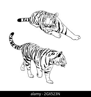 Zwei Tiger schwarze Silhouetten auf weißem Hintergrund chinesischen Tiger einfache realistische Skizze Hand Tinte Zeichnung Vektor-Illustration für das neue Jahr Design Stock Vektor