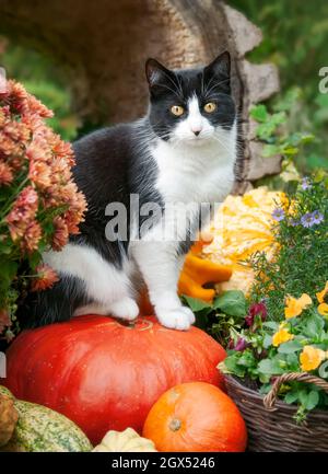 Schwarz-weiße zweifarbige Katze, Europäische Kurzhaar, posiert neugierig auf bunten Kürbissen in einem herbstlichen Garten Stockfoto