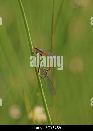 Kleine rote Damselfliege - Paarung Ceriagrion tenellum Ashdown Forest, Sussex, UK IN002701 Stockfoto