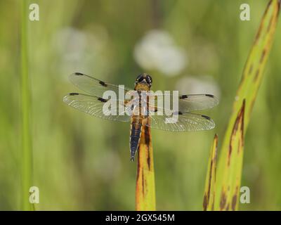 Four Spotted Chaser - Männchen in Ruhe Libellula quadrimaculata Thompson Common, Norfolk, UK IN002706 Stockfoto