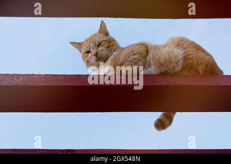 Eine rote Straßenkatze. Porträt einer gestreiften Ingwerkatze, die auf einem Holzbalken vor einem blauen Himmel sitzt. Ein schlauer nachdenklicher Blick von oben direkt ich Stockfoto