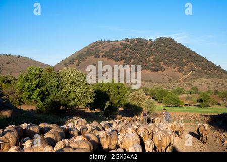 Kula,Manisa,Türkei - 04-22-2016:Ansicht der Schafherde mit dem Vulkan Kula Stockfoto